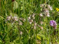 Epipactis palustris Hunneröds mosse, Skurup, Skåne, Sweden 20170713_0110