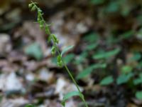 Epipactis phyllanthes Ljungen, Ivön, Kristianstad, Skåne, Sweden 20150820_0086