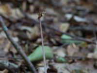 Epipogium aphyllum Ljungen, Ivön, Kristianstad, Skåne, Sweden 20150820_0092