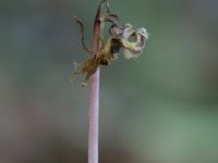 Epipogium aphyllum Ljungen, Ivön, Kristianstad, Skåne, Sweden 20150820_0094