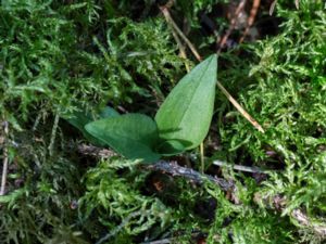 Goodyera repens - Creeping Lady's Tresses - Knärot