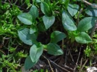 Goodyera repens Horna fure, Åhus, Kristianstad, Skåne, Sweden 20160827_0044