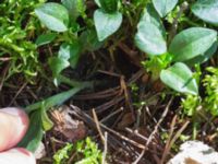 Goodyera repens Horna fure, Åhus, Kristianstad, Skåne, Sweden 20160827_0046