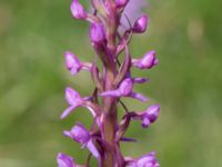 Gymnadenia conopsea var. conopsea Gyetorpskärret, Kristianstad, Skåne, Sweden 20170610_0079