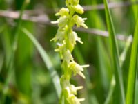 Herminium monorchis Gyetorpskärret, Kristianstad, Skåne, Sweden 20160628_0094