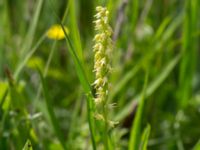 Herminium monorchis Gyetorpskärret, Kristianstad, Skåne, Sweden 20160628_0113