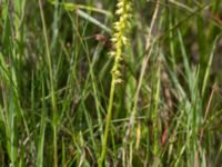 Herminium monorchis Gyetorpskärret, Kristianstad, Skåne, Sweden 20160628_0156