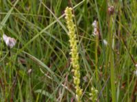 Herminium monorchis Lyngsjön, Kristianstad, Skåne, Sweden 20170719_0166