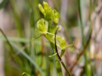 Liparis loeselii Simris strandäng, Simrishamn, Skåne, Sweden 20160606_0033