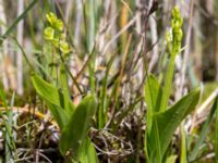 Liparis loeselii Simris strandäng, Simrishamn, Skåne, Sweden 20160606_0035