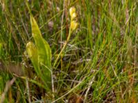 Liparis loeselii Zackows mosse, Nyhamnsläge, Höganäs, Skåne, Sweden 20190807_0144