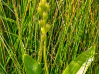 Liparis loeselii Zackows mosse, Nyhamnsläge, Höganäs, Skåne, Sweden 20190807_0150