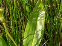 Liparis loeselii Zackows mosse, Nyhamnsläge, Höganäs, Skåne, Sweden 20190807_0152