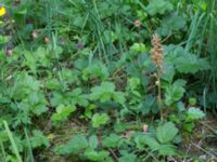 Neottia nidus-avis Högmosse Vanserums malm, Borgholm, Öland, Sweden 20150606_0238