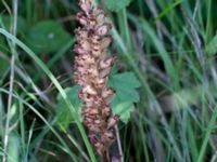 Neottia nidus-avis Lertagsdammen, Klagshamns udde, Malmö, Skåne, Sweden 20150715_0043