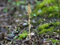 Neottia nidus-avis Sumpskogen, Klagshamns udde, Malmö, Skåne, Sweden 20110524 005