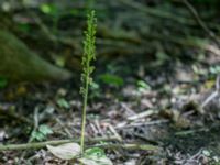 Neottia ovata Kalkugnen, Klagshamns udde, Malmö, Skåne, Sweden 20150630_0001