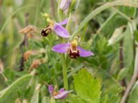 Ophrys apifera Trelleborg, Skåne, Sweden 20170615_0001