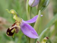 Ophrys apifera Trelleborg, Skåne, Sweden 20170615_0003