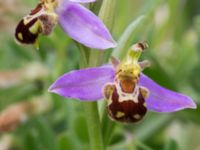 Ophrys apifera Trelleborg, Skåne, Sweden 20170615_0004