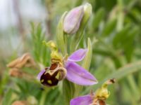 Ophrys apifera Trelleborg, Skåne, Sweden 20170615_0007