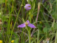 Ophrys apifera Trelleborg, Skåne, Sweden 20170615_0010