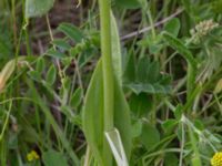 Ophrys apifera Trelleborg, Skåne, Sweden 20170615_0013