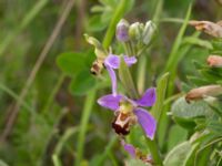 Ophrys apifera Trelleborg, Skåne, Sweden 20170615_0016