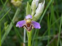 Ophrys apifera Trelleborg, Skåne, Sweden 20170615_0024