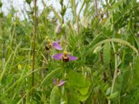 Ophrys apifera Trelleborg, Skåne, Sweden 20170615_0034