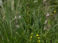 Epipactis palustris et Ophrys insectifera Gyetorpskärret, Kristianstad, Skåne, Sweden 20160628_0110
