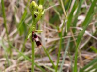 Ophrys insectifera Gunnarstorp, Mörbylångar, Öland, Sweden 20150606_0068