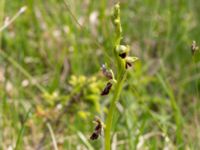 Ophrys insectifera Gunnarstorp, Mörbylångar, Öland, Sweden 20150606_0069