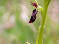 Ophrys insectifera Gunnarstorp, Mörbylångar, Öland, Sweden 20150606_0072