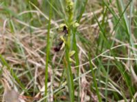 Ophrys insectifera Gunnarstorp, Mörbylångar, Öland, Sweden 20150606_0074