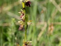 Ophrys insectifera Gyetorpskärret, Kristianstad, Skåne, Sweden 20160628_0091
