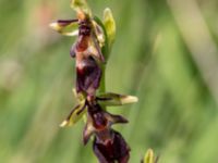 Ophrys insectifera Gyetorpskärret, Kristianstad, Skåne, Sweden 20160628_0092