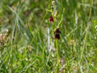 Ophrys insectifera Gyetorpskärret, Kristianstad, Skåne, Sweden 20170610_0062