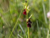 Ophrys insectifera Gyetorpskärret, Kristianstad, Skåne, Sweden 20170610_0063