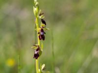 Ophrys insectifera Gyetorpskärret, Kristianstad, Skåne, Sweden 20170610_0089