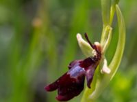 Ophrys insectifera Gyetorpskärret, Kristianstad, Skåne, Sweden 20170610_0113