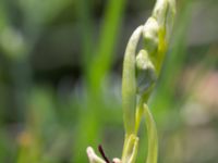 Ophrys insectifera Gyetorpskärret, Kristianstad, Skåne, Sweden 20170610_0114