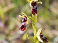 Ophrys insectifera Kalkstad-Lenstad, Mörbylånga, Öland, Sweden 20150606_0181