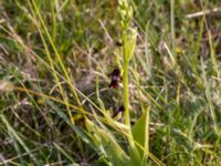 Ophrys insectifera Störlinge ängar, Borgholm, Öland, Sweden 20150606_0246