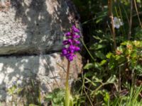 Orchis mascula Dämmekull, Södra Mellby, Simrishamn, Skåne, Sweden 20170506_0136