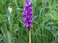 Orchis mascula Kungsmarken, Lund, Skåne, Sweden 20160528_0076