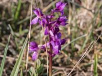 Orchis mascula Mysinge Alvar, Mörbylånga, Öland, Sweden 20170526_0162