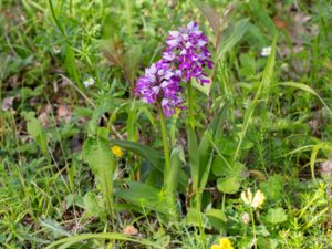 Orchis militaris - Military Orchid - Johannesnycklar