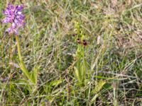 Ophrys insectifera et Orchis militaris Kalkstad-Lenstad, Mörbylånga, Öland, Sweden 20150606_0178