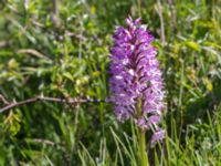 Orchis militaris Gråborg, Mörbylånga, Öland, Sweden 20150607_0026